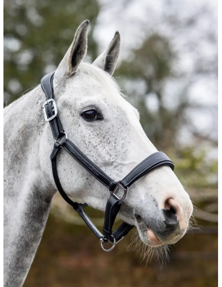 Licol en cuir - LeMieux