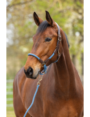 Licol Cordano Deluxe - Covalliero