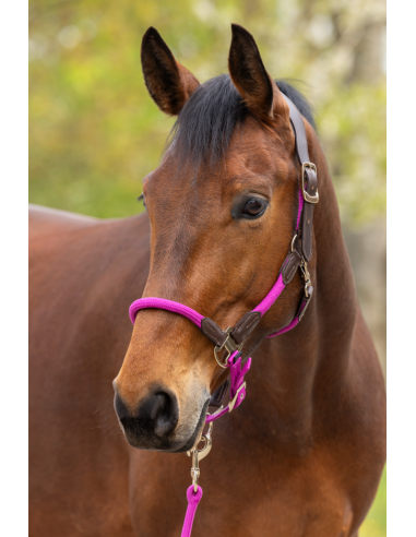 Licol Cordano Deluxe - Covalliero