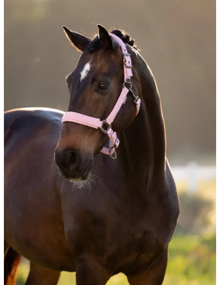 Licol Essence SS26 - LeMieux