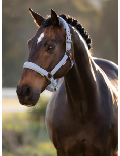 Licol Essence SS26 - LeMieux 2