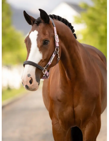 Licol Capella SS26 - LeMieux