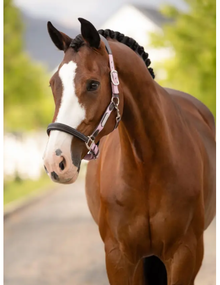 Licol Capella SS26 - LeMieux