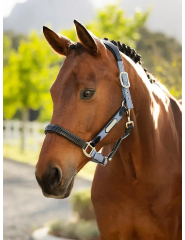 Licol Capella SS26 - LeMieux