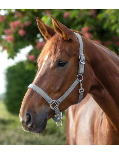 Licol Satin - Waldhausen