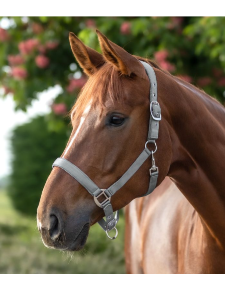 Licol Satin - Waldhausen