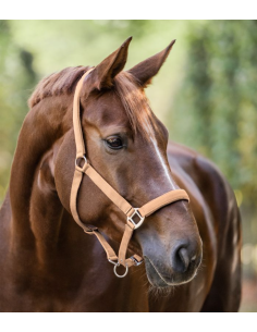 Licol Satin - Waldhausen 2
