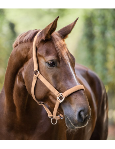 Licol Satin - Waldhausen