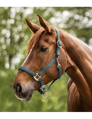 Licol Satin - Waldhausen