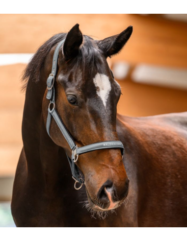 Licol Atheltic - Waldhausen
