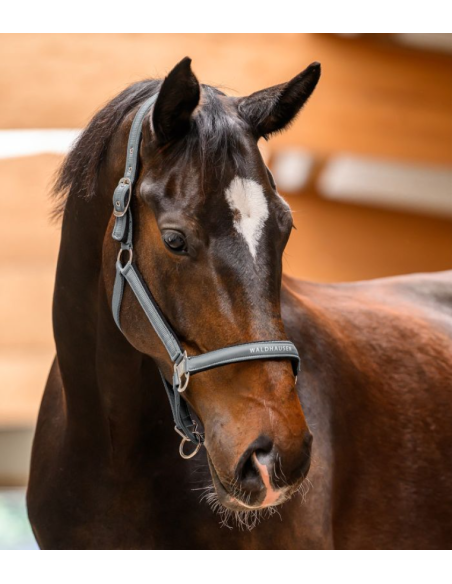 Licol Atheltic - Waldhausen