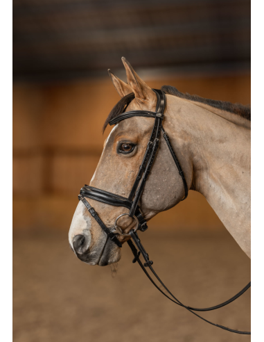 Bridon Pull-Back Verona - HFI
