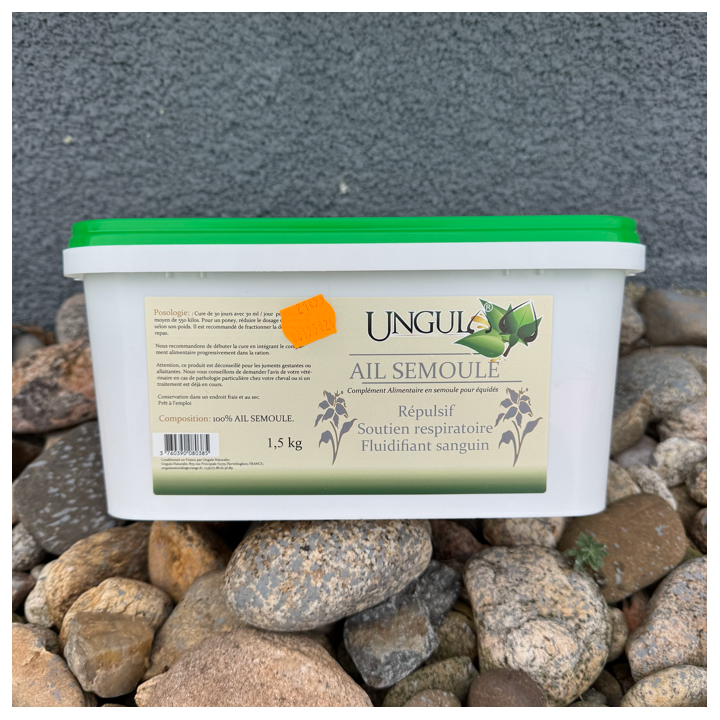 Ail Semoule - Ungula